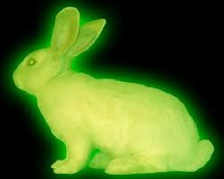 Resultado de imagen de conejos que brillan en la oscuridad