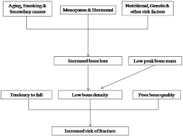 13 Flow Chart Showing The Pathogenesis Of Osteoporotic