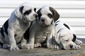 6 facts about american bulldogs
