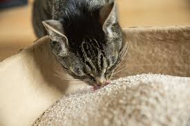 why cats eat litter and how to stop it