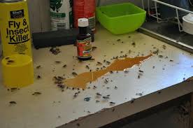 Image result for cockroaches in house