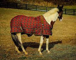 best horse blankets learn about horses