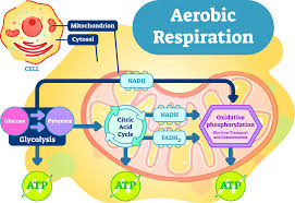 aerobic respiration the definitive