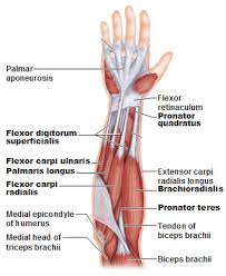 Arm anterior muscles labeled 3d illustration. Muscles Of The Forearm