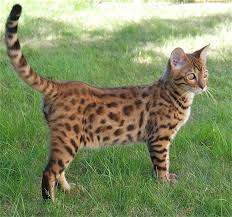 Help keep this page updated: Bengal Cat Facts Bengal Cat World