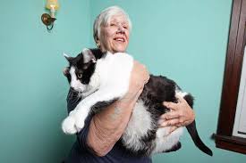 biggest cat in the world lovetoknow pets