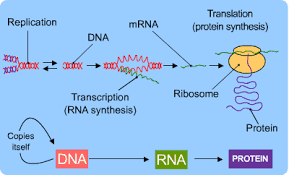 Dna And Protein Synthesis S Cool The Revision Website