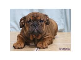 A victorian bulldog is a breed of bulldog with an athletic build, long muzzle, and relatively small head. Victorian Bulldog Puppies Petland Carriage Place