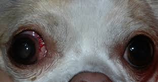 swollen dog eyes a vet explains what to do