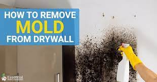 Cleaning Mold Clean Black Mold