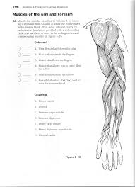 Some of the worksheets displayed are the muscular system, about human body muscles easy science for kids, human body systems coloring 3 muscular system, human body series bones muscles and joints. Https Www Murrieta K12 Ca Us Cms Lib5 Ca01000508 Centricity Domain 1775 Muscle Anatomy Coloring Workbook Pages 97 111 Pdf