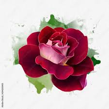 beautiful bright red rose flower on