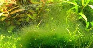 remove algae from a fish tank