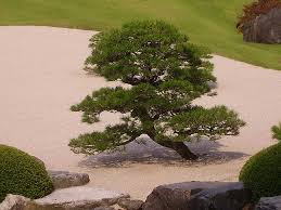 Japanese Garden In A Small Yard