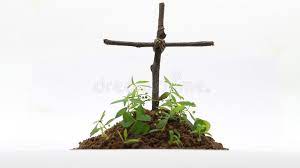 How do you live with your guiltiest secret? Burial With Cross In White Background Stock Image Image Of Burial Closeup 139695967