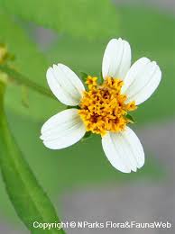 Bidens are a valuable resource for pollinators of all kinds. Bidens Pilosa L Singapore