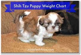 Shih Tzu Puppy Weight Chart Calculate The Adult Size Of A