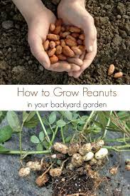 Growing Peanuts In The Garden Turning