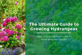 Planting Growing Hydrangeas