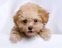 teacup poodle dog breed complete guide