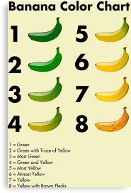 Banana Color Chart Canvas Print By Enjoyriot