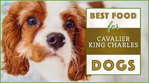 Cavalier King Charles Spaniel Food Goldenacresdogs Com