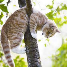 Chat coincé dans un arbre