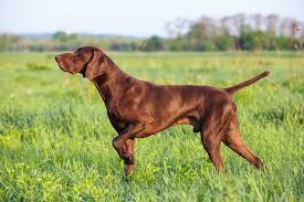 german shorthaired pointer breed