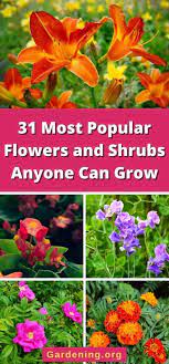 31 Most Popular Flowers And Shrubs