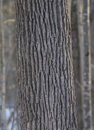 identifying maples and tapping for