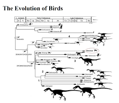 Curious Penguin Evolution Chart 2019