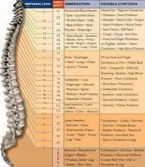 Spinal Nerve Chart Simply Line Up The Vertebral Level With