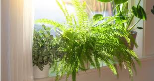Beat The Haze Indoor Plants That
