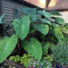 Can these be trimmed and dug after frost and stored in a basement until next spring? Heart Of The Jungle Elephant S Ear Colocasia Esculenta Proven Winners