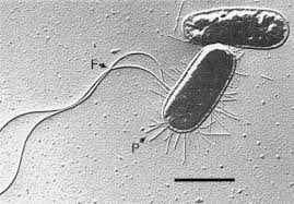 Resultado de imagem para escherichia coli