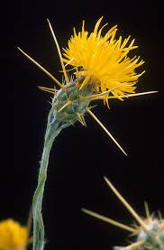 Centaurea solstitialis - Wikipedia