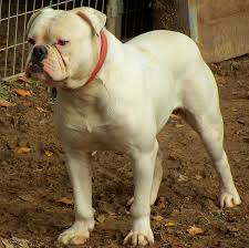 Find american bulldog puppies in canada | visit kijiji classifieds to buy, sell, or trade almost anything! White Johnson American Bulldogs White S American Bulldogs Austin Bulldog French Bulldog Breed Bulldog Breeds
