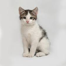 baby kitten is a copycat fetch pet care