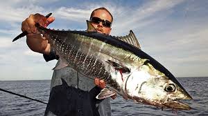 Fishing For Tuna On Californias Tanner Bank Fishtrack Com