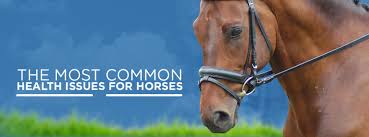 Common Health Issues For Horses Pro Earth Animal Health
