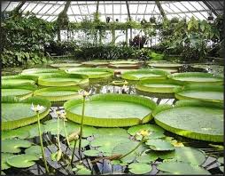 Join as a garden member to shop early and receive a discount on your purchase. Belgium National Botanic Garden