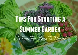 Tips For Starting A Summer Garden It