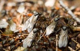 Ameisen im haus mit klebestreifen beseitigen 9 eine weitere möglichkeit: Fliegende Ameisen Bekampfen So Geht S