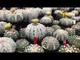 We sell succulents, cactus organic soil and plant food, along with artisian art, handmade pottery, and fine art. Rare Cactus From Japanese Cactus Collectors Nursery Kakusen En Komagome Youtube