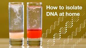 home dna extraction you
