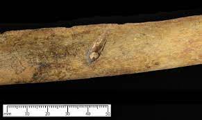 中世のロングボウから放たれた矢が現代の銃と同じような傷を相手に与えていたことが判明 - GIGAZINE