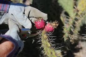 For a list of food recipes, see food. How To Grow Prickly Pear Cactus Fruits In Containers Prickly Pear Cactus Prickly Pear Prickly Pear Margarita