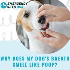 breath smell like