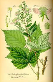 Rubus montanus - Wikimedia Commons