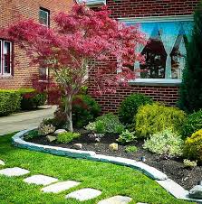 I'm famous for selecting plants that are borderline hardy in my garden, and this intriguing japanese maple is no exception. Japanese Maple Front Yard Ideas Novocom Top